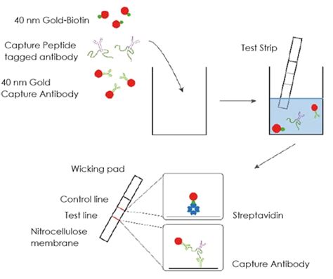 allintitle elisa kit|simple step elisa.